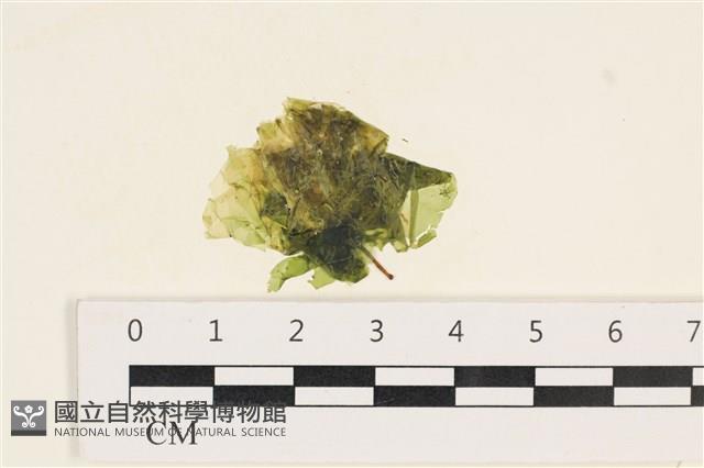 茶花石蓴, 牡丹菜藏品圖，第1張