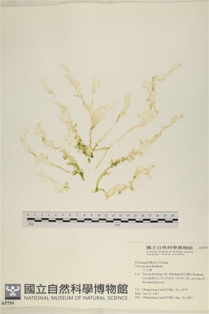 登錄號:A00005959藏品圖，第1張