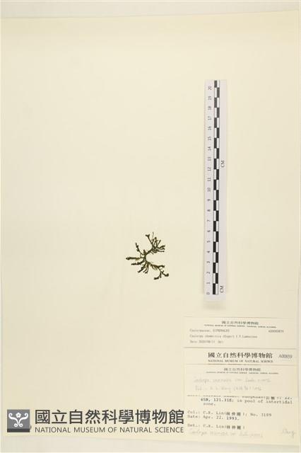 登錄號:A00000859藏品圖，第3張