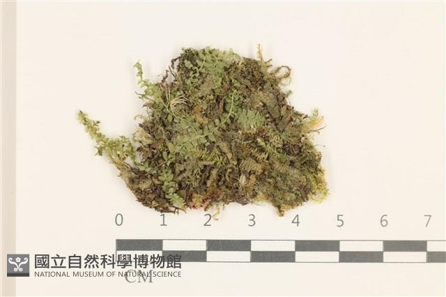 雙齒護蒴苔藏品圖，第1張