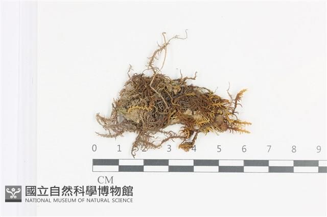 山羽蘚藏品圖，第1張