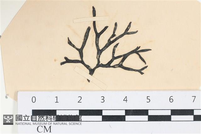 石牙藻, 石牙菜, 鐵釘菜藏品圖，第1張