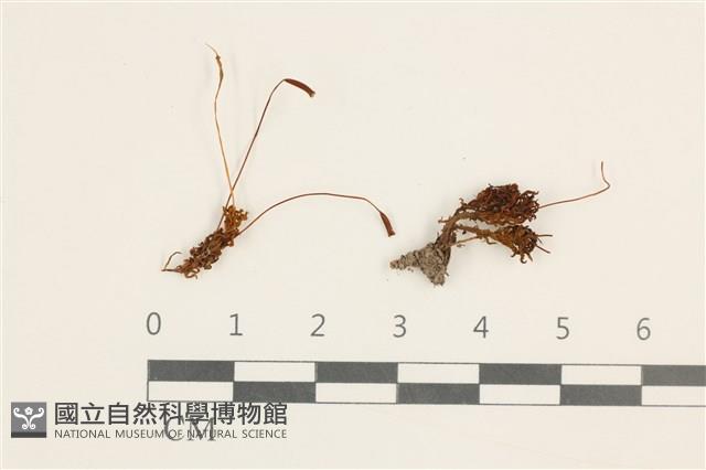 登錄號:B00002629藏品圖，第1張