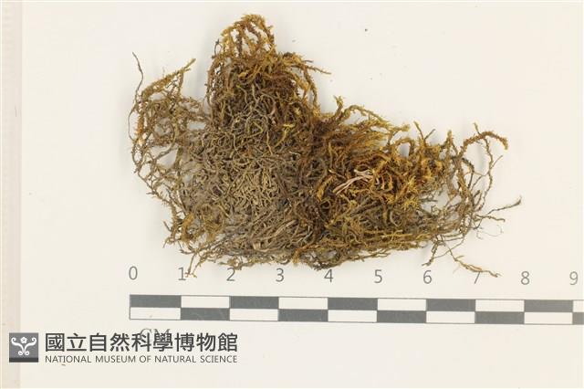 皺葉牛舌蘚藏品圖，第1張
