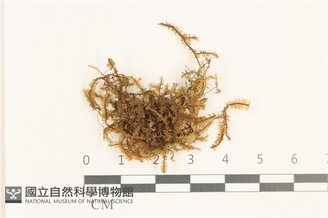 登錄號:B00019629藏品圖，第1張