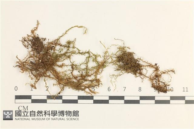 登錄號:B00009629藏品圖，第1張