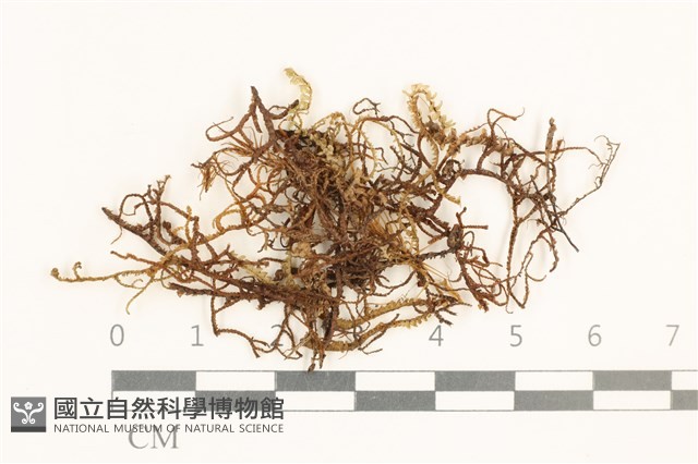 全緣廣萼苔藏品圖，第1張