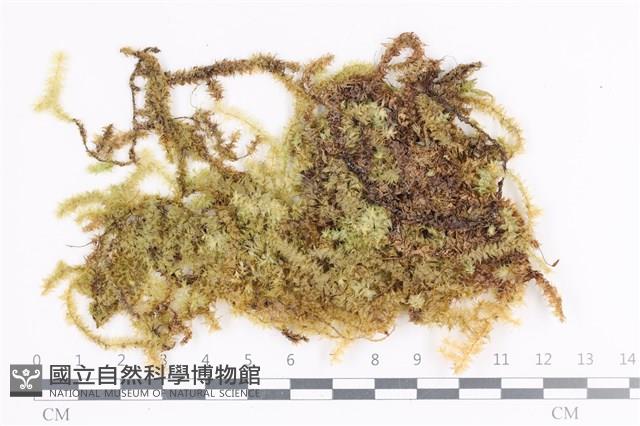 大灰氣蘚藏品圖，第1張