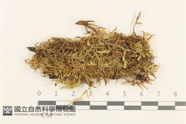 腐木蘚藏品圖，第1張
