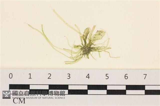 腸滸苔, 河石髮藏品圖，第1張