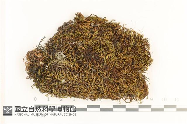 角齒蘚藏品圖，第1張