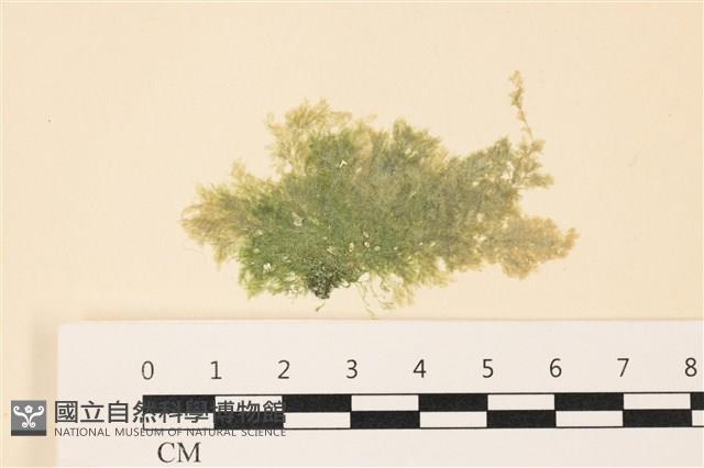 布氏藻藏品圖，第1張