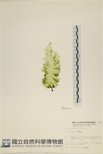 登錄號:A00001029藏品圖，第3張
