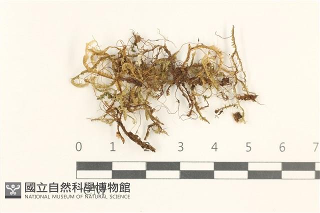 鞭苔,三裂鞭苔藏品圖，第1張