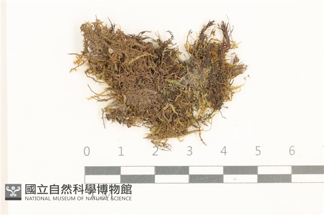 登錄號:B00015129藏品圖，第1張