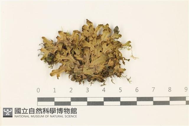 日本蛇苔藏品圖，第1張
