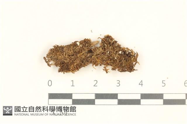 喙葉大萼苔藏品圖，第1張