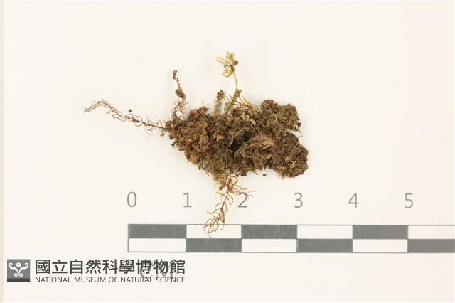 登錄號:B00019529藏品圖，第1張