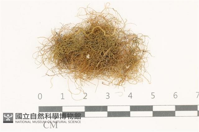 登錄號:B00009529藏品圖，第1張