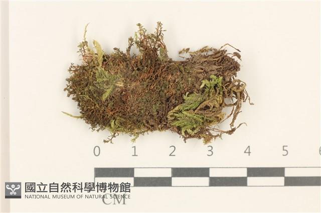 細葉真蘚藏品圖，第1張