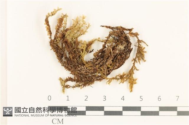 登錄號:B00015529藏品圖，第1張