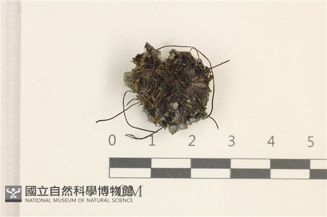 登錄號:B00011529藏品圖，第1張