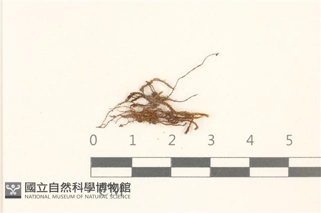 鈍頭紅葉蘚藏品圖，第1張