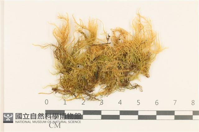 登錄號:B00000529藏品圖，第1張