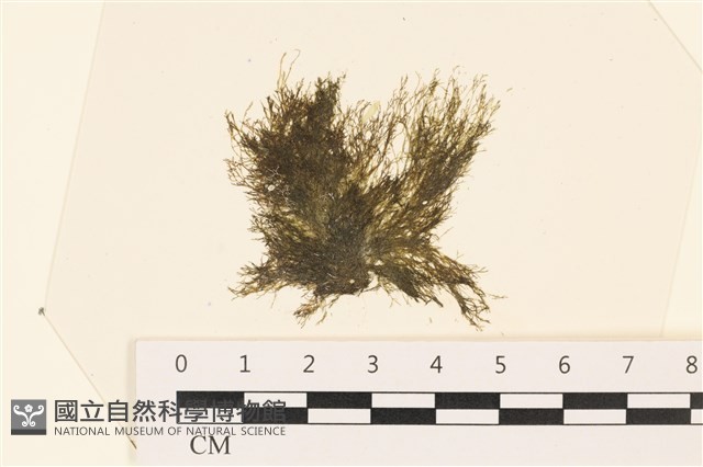 登錄號:A00002429藏品圖，第1張