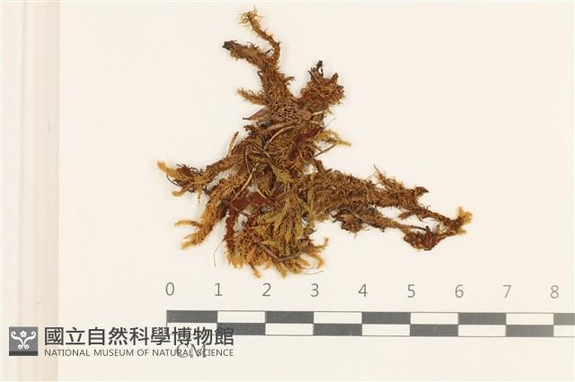 登錄號:B00014429藏品圖，第1張