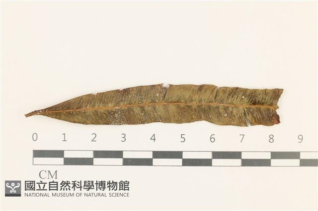 細小疣鱗苔藏品圖，第1張