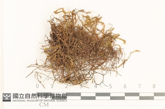 登錄號:B00011429藏品圖，第1張