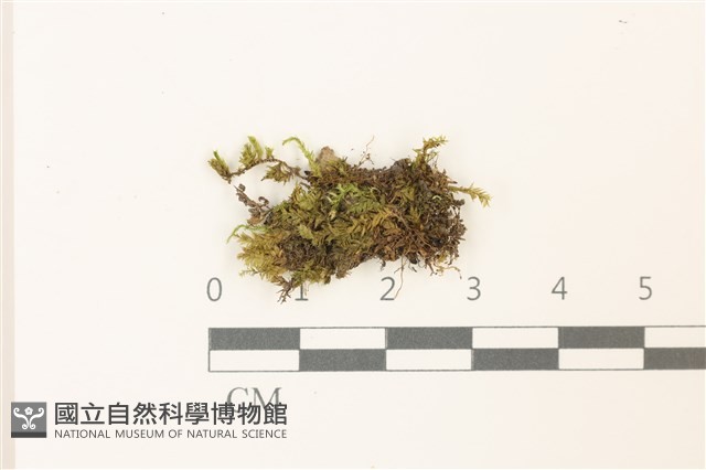 溪邊青蘚藏品圖，第1張