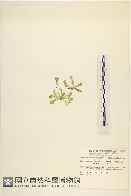 曲玉藻, 香蕉菜, 玉茄藻藏品圖，第3張