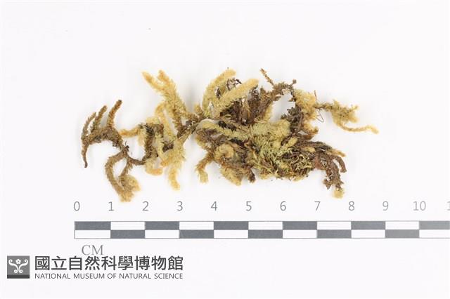 登錄號:B00011329藏品圖，第1張