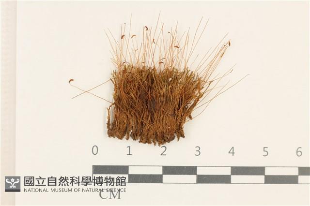 登錄號:B00002729藏品圖，第1張