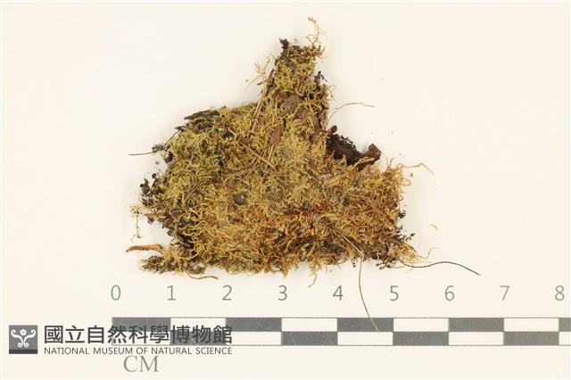 溪生柳葉蘚藏品圖，第1張