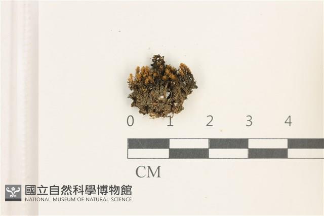 印度扭口蘚藏品圖，第1張