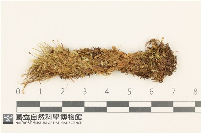 二裂細裂瓣苔藏品圖，第1張