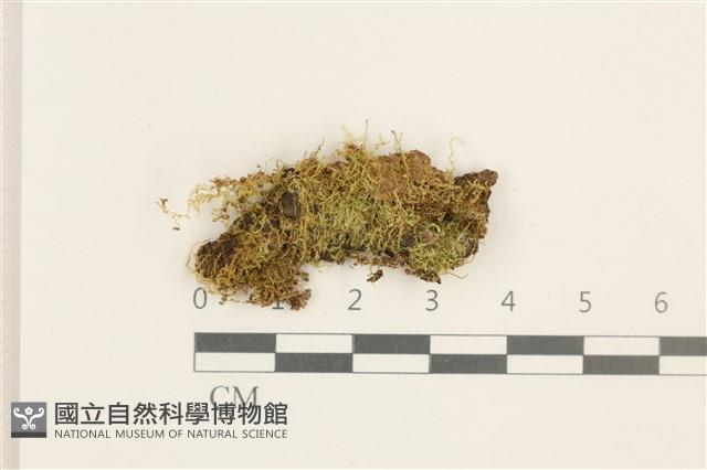 稀齒細濕蘚藏品圖，第1張