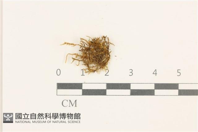 黃葉細濕蘚藏品圖，第1張