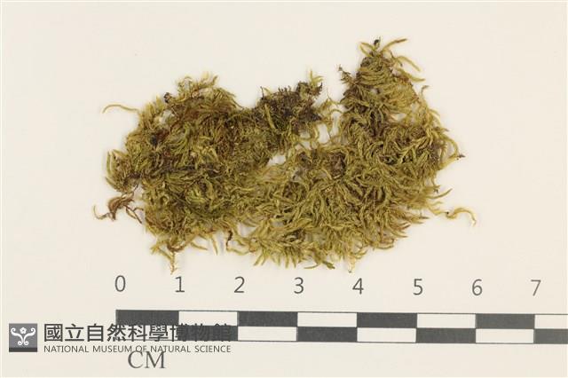 細枝青蘚藏品圖，第1張