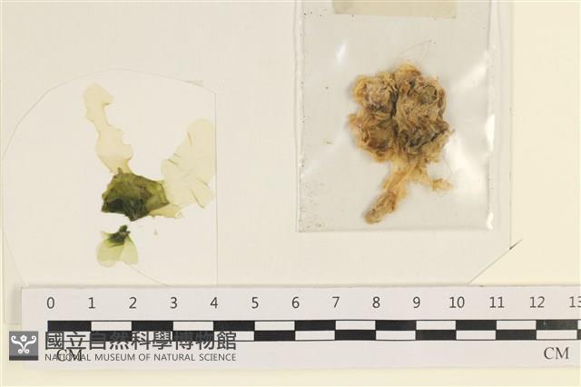 登錄號:A00006679藏品圖，第1張