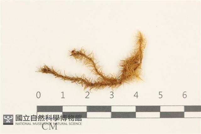 大熱澤蘚藏品圖，第1張