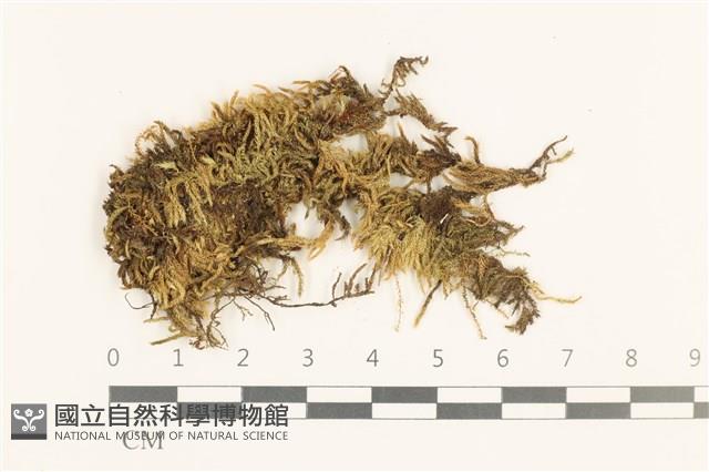 登錄號:B00021679藏品圖，第1張