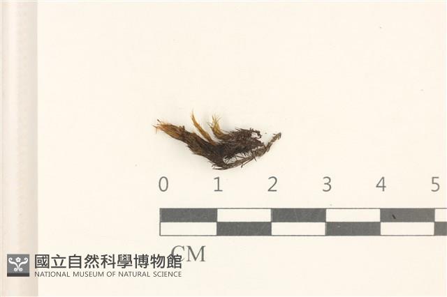 登錄號:B00009279藏品圖，第1張