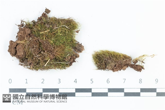 青毛苔藏品圖，第1張
