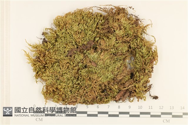 登錄號:B00005279藏品圖，第1張