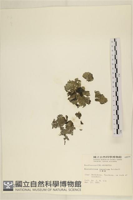 小網藻, 日本小網藻藏品圖，第1張