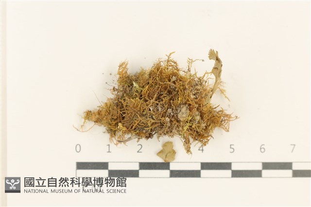 登錄號:B00013279藏品圖，第1張